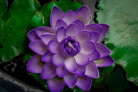 lotus çiçeği renkleri